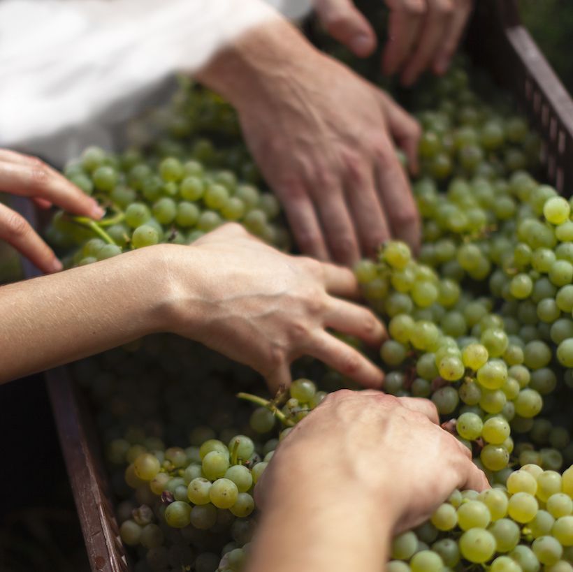 grape harvest winegrower lavaux